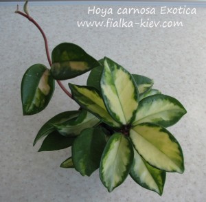 Hoya carnosa Exotica