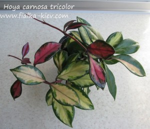Hoya carnosa tricolor (2)
