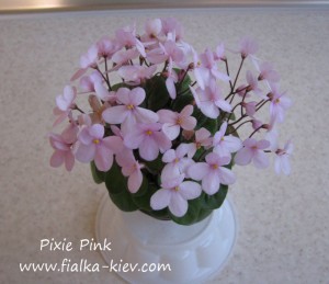 Pixie Pink (4)