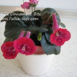 SRGs Cinnamont Bite (2)