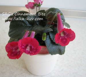 SRGs Cinnamont Bite (2)