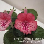 SimSim Playful Butterflies