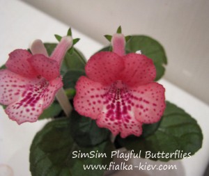 SimSim Playful Butterflies