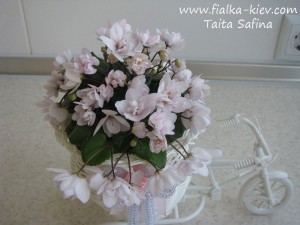 Taita Safina (2)