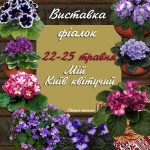 выставка фиалок