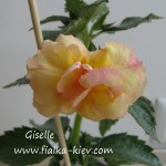 Giselle