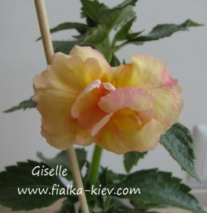Giselle
