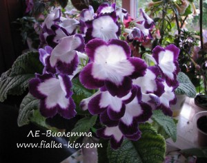 LE-Violetta