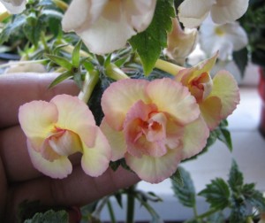 Limoncello