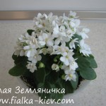 Belaya Zemlyanichka