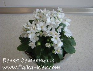 Belaya Zemlyanichka