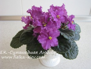 YeK-Sumashedshaya Lyubov
