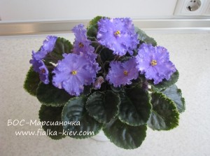 BOS-Marsianochka (3)