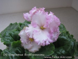 DS-Sostoyanie Vlyublennosti