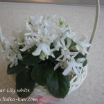 Lunar Lily (2)