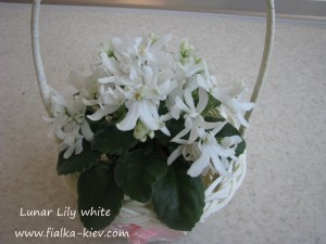Lunar Lily (2)