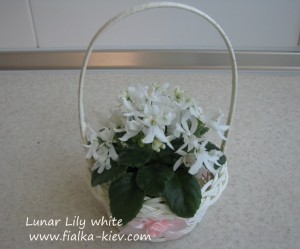Lunar Lily