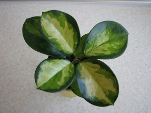 Hoya australis Lisa