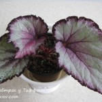 DS-Zavtrak u Tiffani