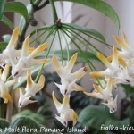 Hoya Multiflora Penang Island