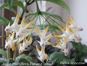 Hoya Multiflora Penang Island