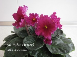 LE-Rubin Mogolov (2)