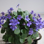 Pixie Blue (3)