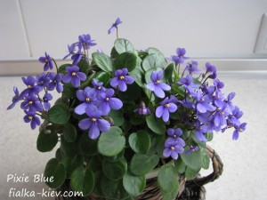 Pixie Blue (3)