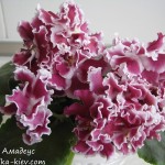 Amadeus