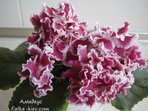 Amadeus