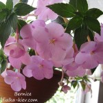 Bernice (2)