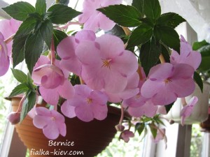 Bernice (2)