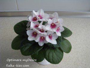 Optimara myDesire
