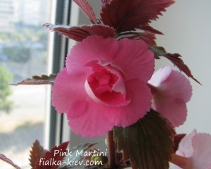 Pink Martini