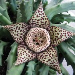 stapelia variegata
