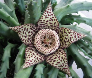 stapelia variegata
