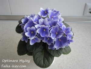Optimara MyJoy