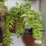 Hoya Bella variegata Louis Buis