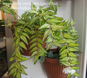 Hoya Bella variegata Louis Buis