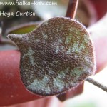 Hoya Curtisii