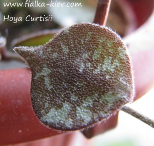 Hoya Curtisii