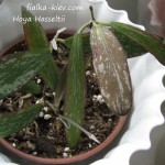 Hoya Hasseltii