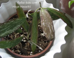 Hoya Hasseltii