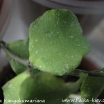 Hoya Kanyakumariana