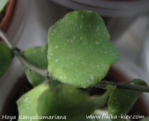 Hoya Kanyakumariana