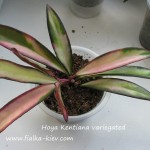 Hoya Kentiana variegated