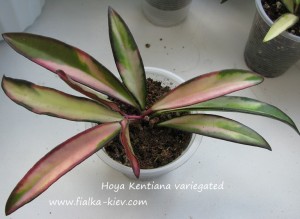 Hoya Kentiana variegated