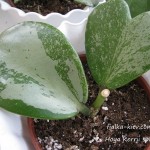 Hoya Kerrii splash