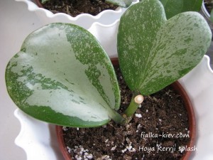 Hoya Kerrii splash