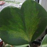 Hoya Kerrii variegated